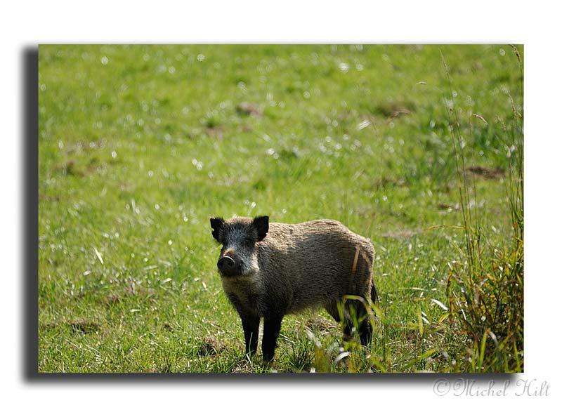 215-MH03801sanglier-(Sus-scrofa).jpg