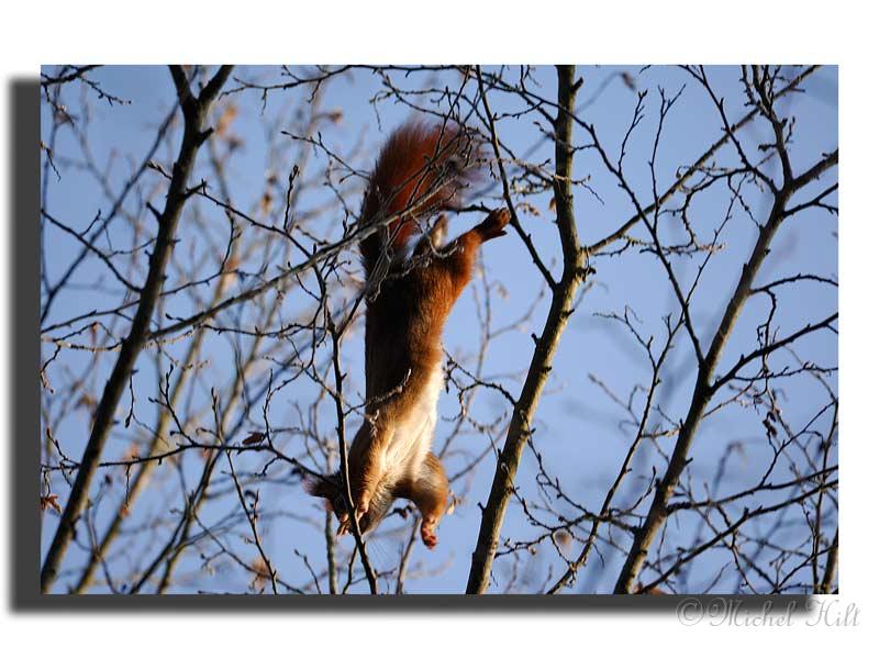 218-MH0066-ecureuil-roux-sciurus-vulgaris.jpg