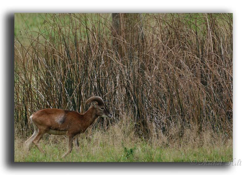 229-MH03617-mouflons-rond-beatrix.jpg