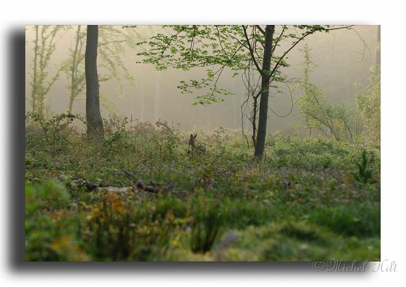 23-l'animal-continu-de...-HM0279chevrette-Capreolus-capreolus-.jpg