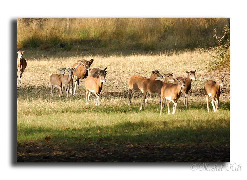 232-HMO2033-mouflon-ovis-ammon-.jpg