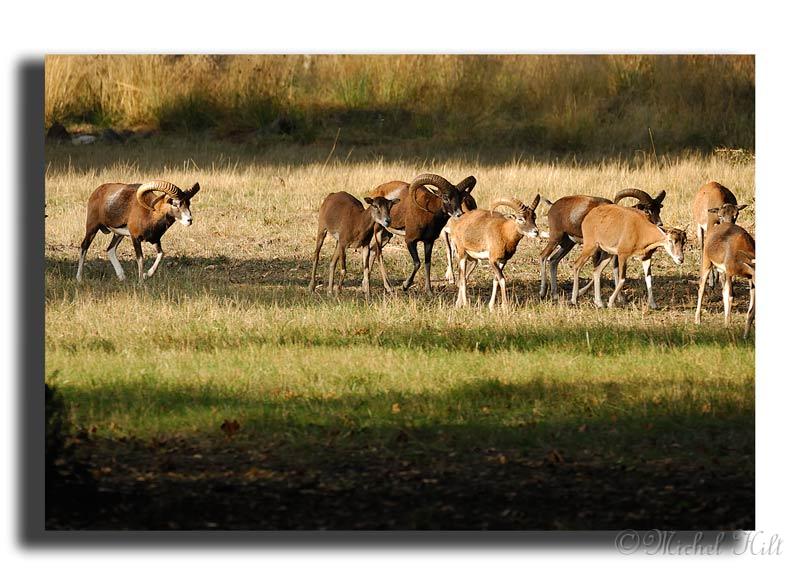 233-HMO2036-mouflon-ovis-ammon.jpg