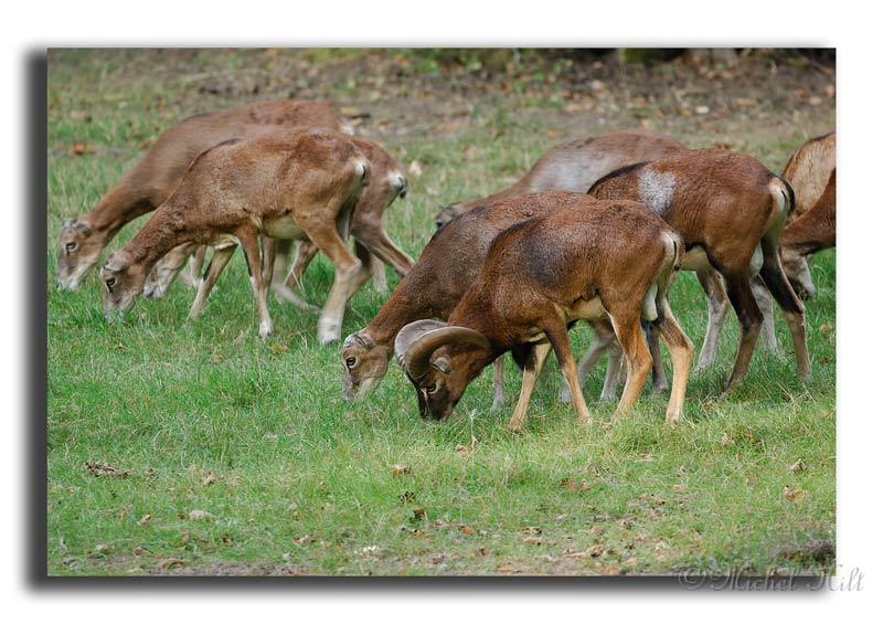 234-HMO2041-mouflon-ovis-ammon.jpg