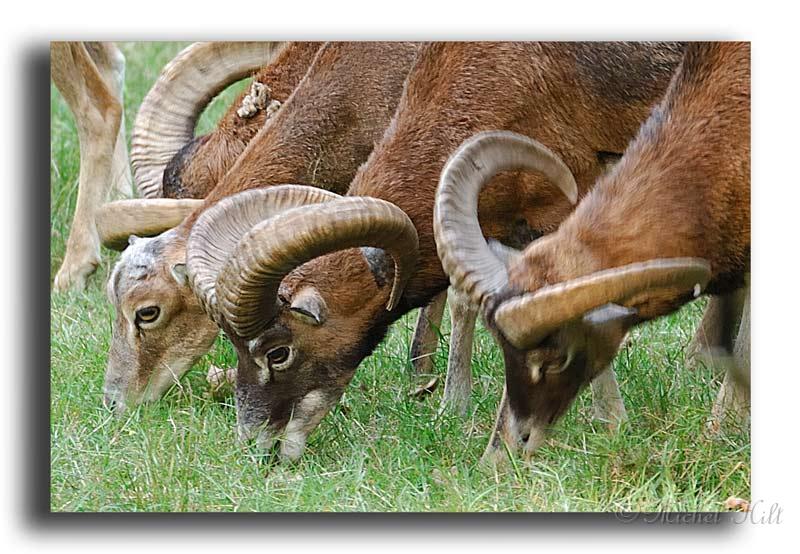 235-HMO2043-mouflon-ovis-ammon.jpg