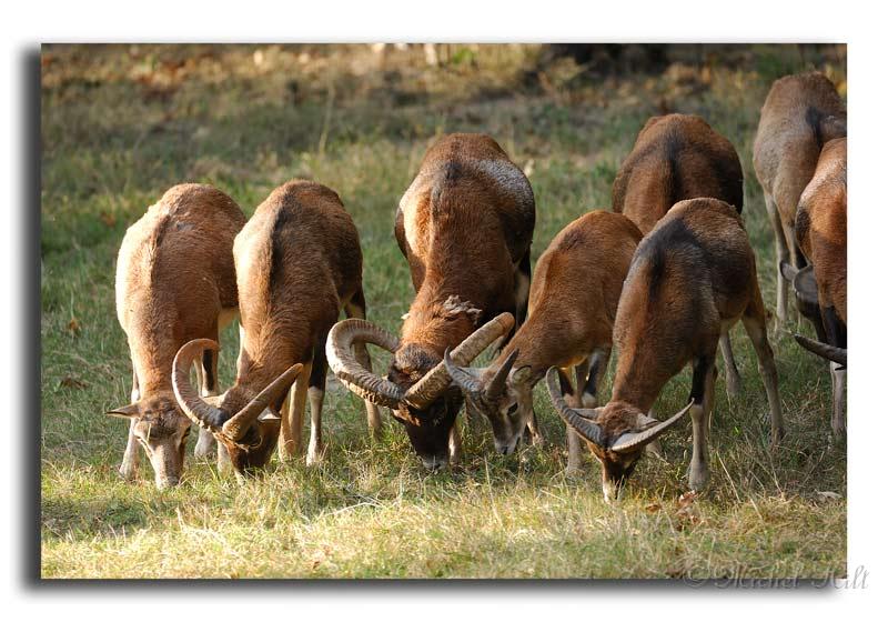 237-HMO2047-mouflon-ovis-ammon-.jpg