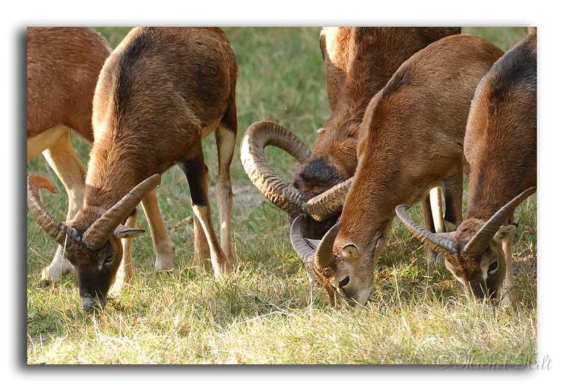 238-HMO2048-mouflon-ovis-ammon.jpg