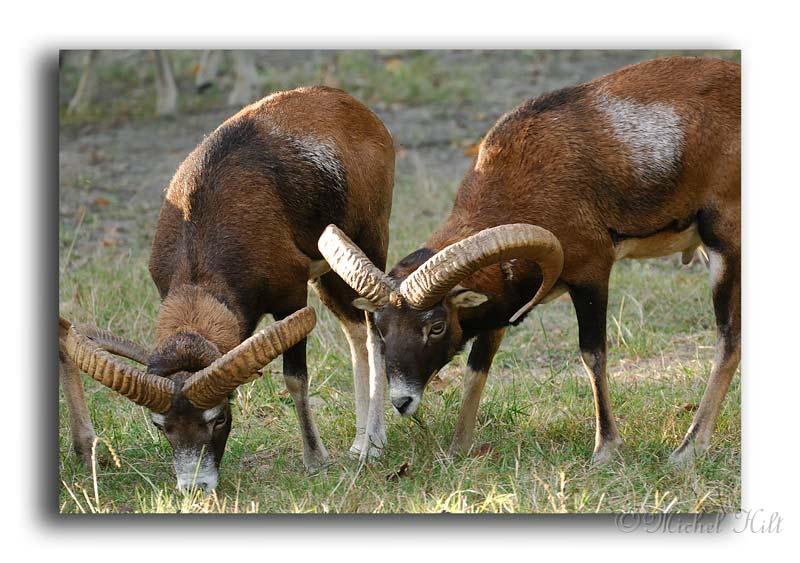 240-HMO2050-mouflon-ovis-ammon.jpg