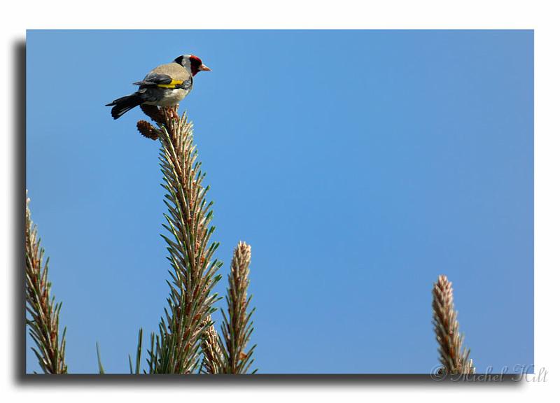 243-HM00556-chardonneret-carduelis-carduelis.jpg