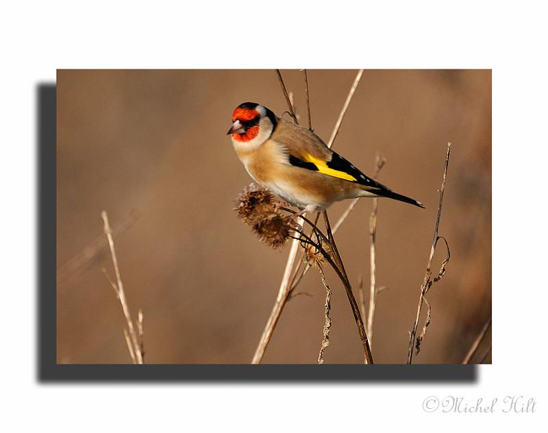 244-MH0145-chardonneret-carduelis-carduelis.jpg