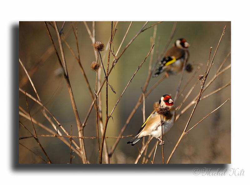 245-MH00146-chardonneret-carduelis-carduelis.jpg