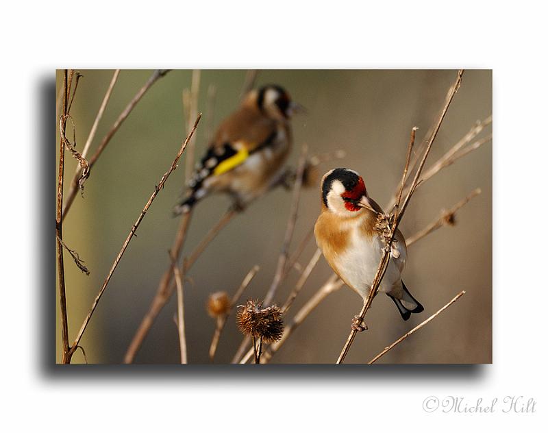 246-MH0151-chardonneret-carduelis-carduelis.jpg