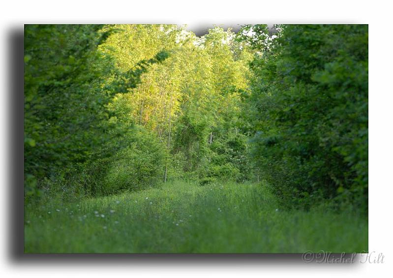 25-milieu-a-chevreuil-surtout-au-printemps-pour-les-jeunes-poussesRSC0001milieu-a-chevreuil-(1).jpg