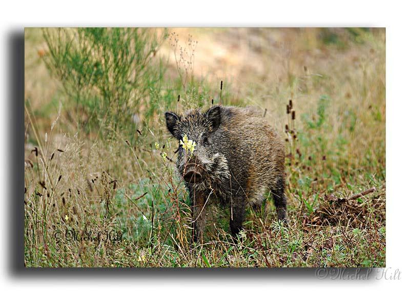 252-HMO1911-sanglier-suidae.jpg