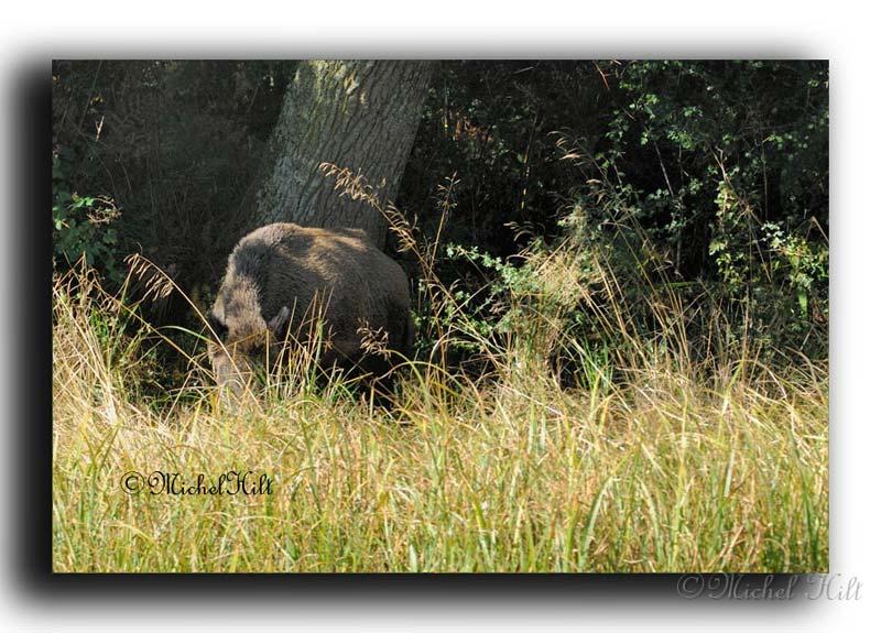 255-MH03830-sanglier-suidae.jpg
