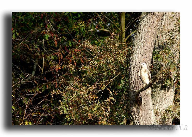 259-buse-phase-claire(0)-Buteo-buteo.jpg