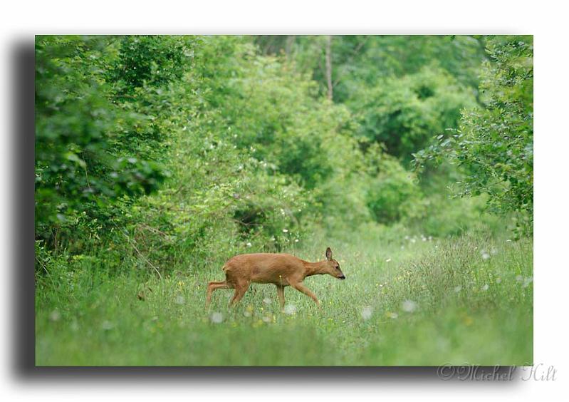 26-MH01867-chevreuil-femelle-Capreolus-capreolus.jpg