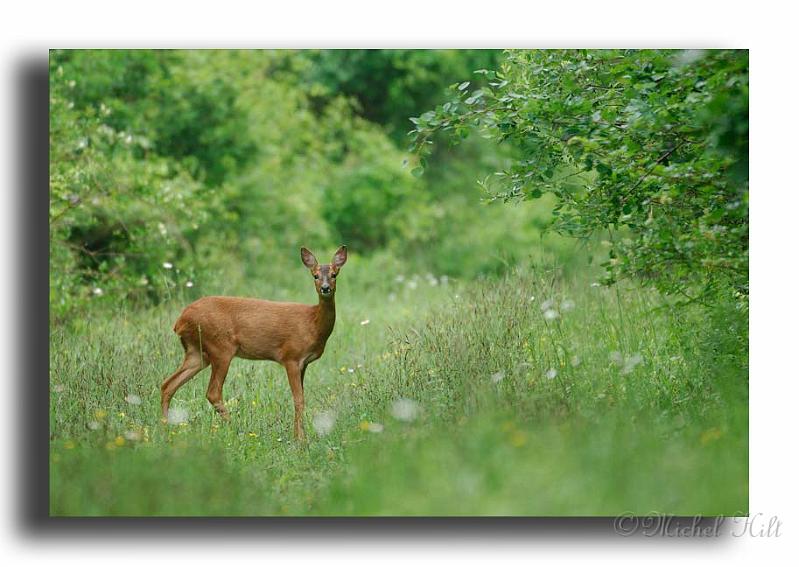 27-MH01868-chevreuil-femelle-Capreolus-capreolus.jpg