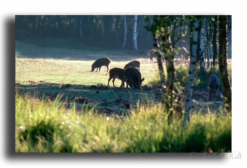 276-sanglier-1copy--dia-kodack.jpg