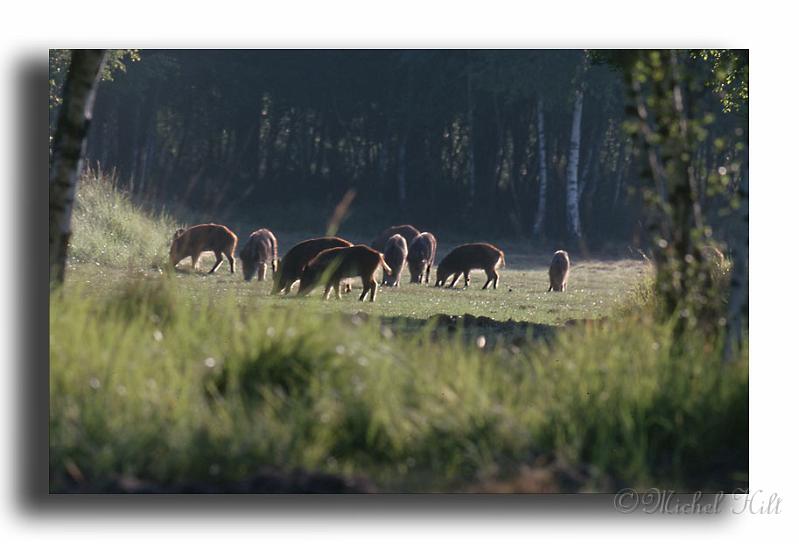 277-sanglier-3copy--dia-kodack.jpg