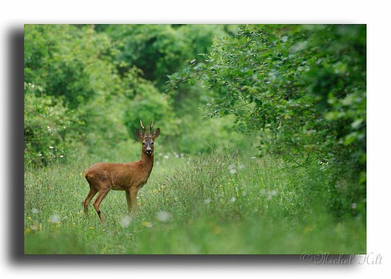 28-monsieur-prend-la-pose-MH01872-chevreuil-brocard-Capreolus-capreolus.jpg