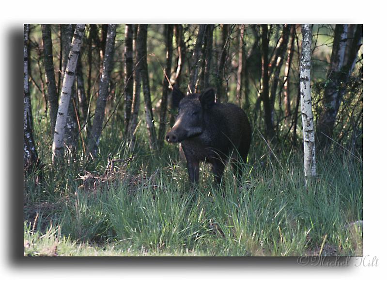 280-sanglier-2copy--dia-kodack.jpg