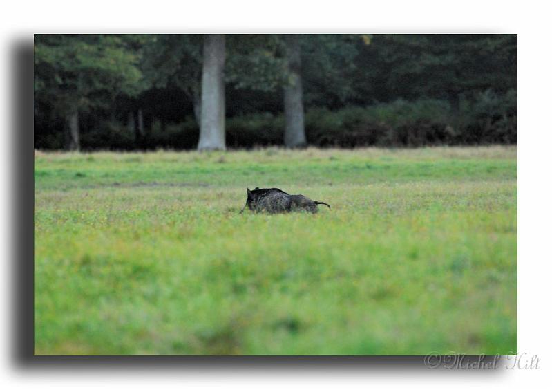 281-MH0132-sanglier_0000.jpg