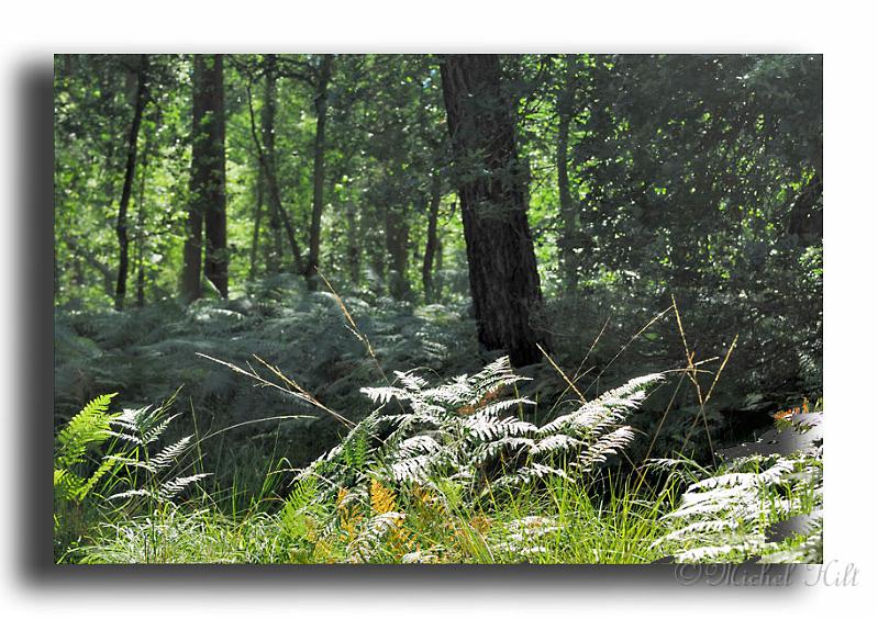 282-MH02710-en-foret.jpg