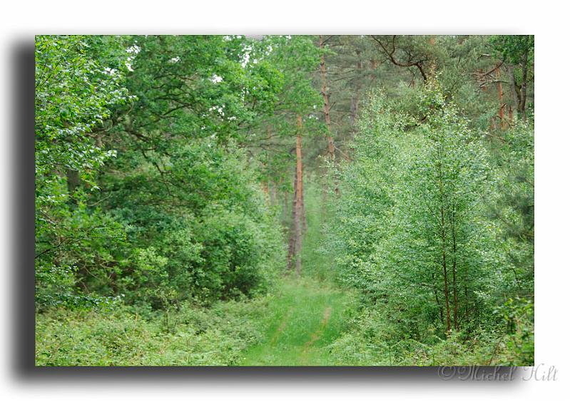 283-MH0018-foret-de-senlis.jpg
