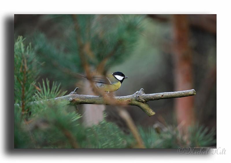 284-MH0095-mesage-charbonniere-parus-major.jpg