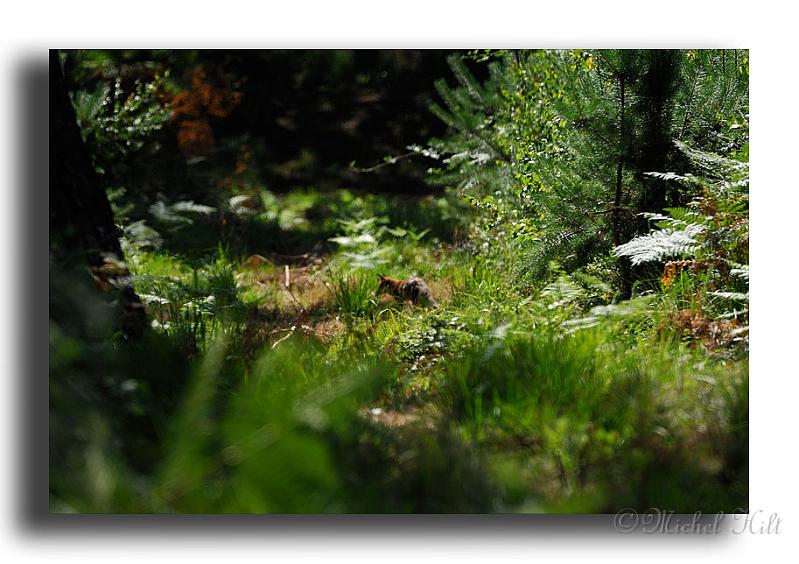 290-MH02703-renard-roux-Vulpes.jpg