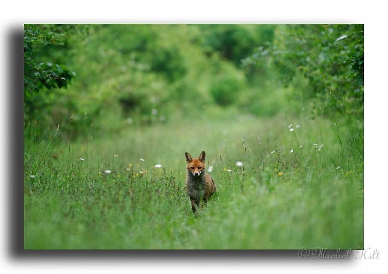 291-MH01864-renard-roux-Vulpes,.jpg