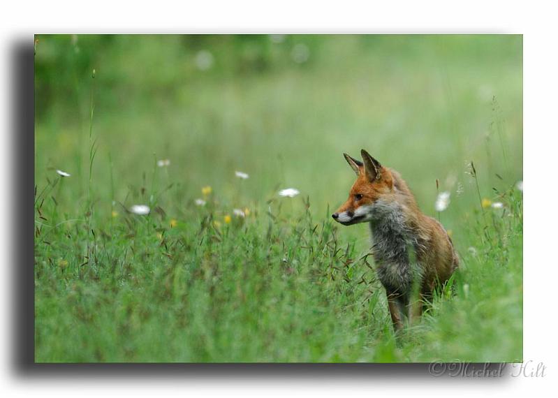 292-MH01865-renard-roux-Vulpes,.jpg