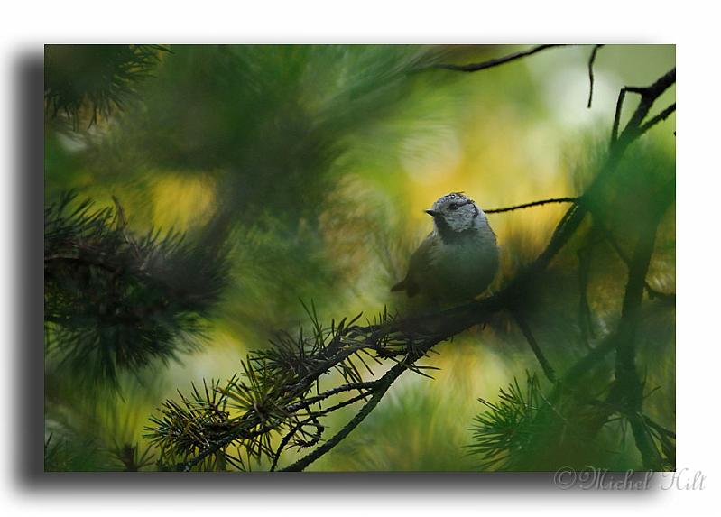 293-MH02862-mesange-huppée-parus-cristatus.jpg