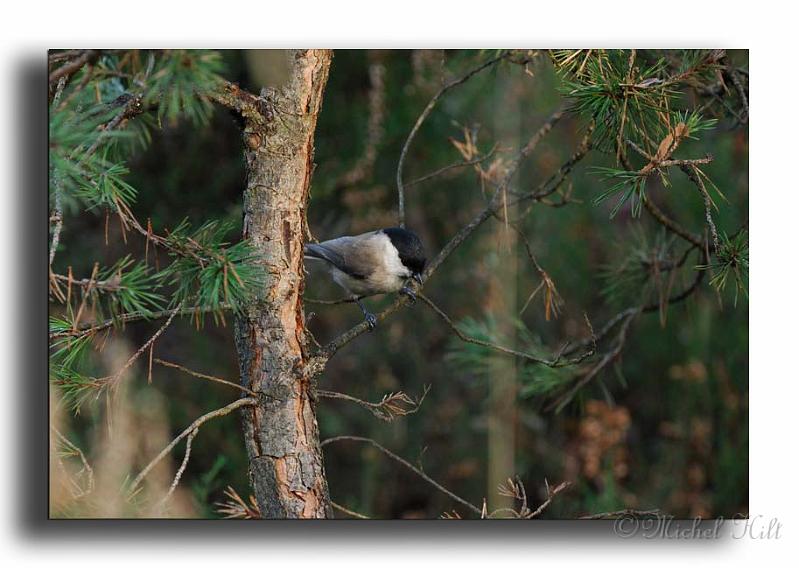 32-MH0110-mesange-nonette-parus-palustris.jpg