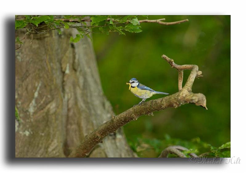 34-MH0015-mesange-bleue-parus-caeruleus.jpg