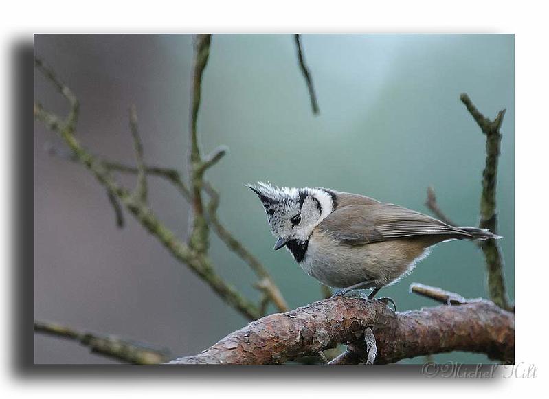 37-MH0085-mesange-huppee-parus-cristatus.jpg