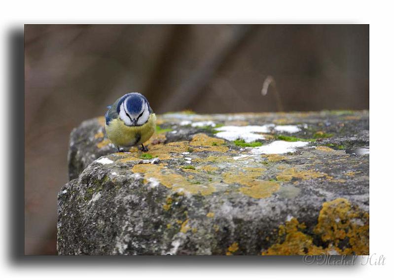 40-MH0122-mesange-bleue-parus-caeruleus.jpg