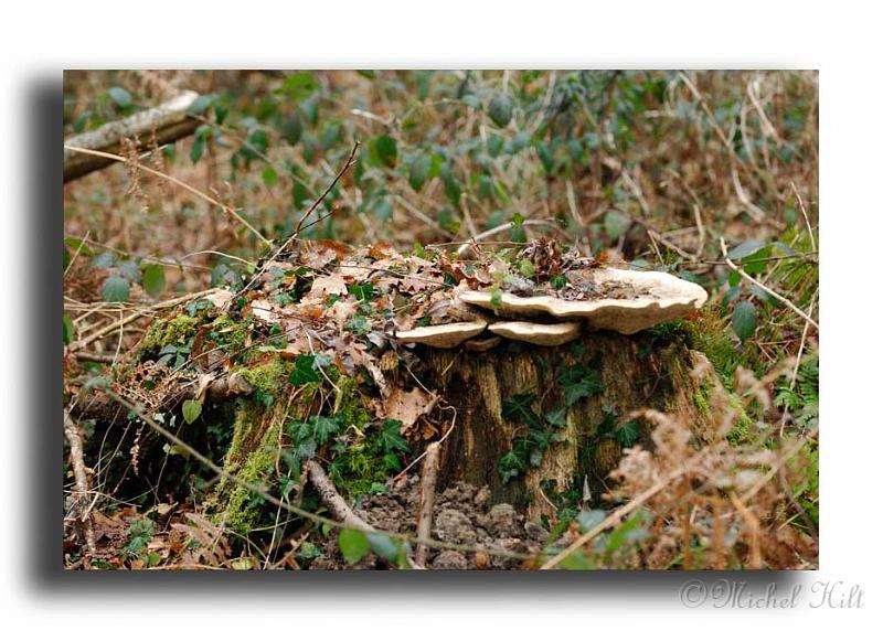 69-RSC0003-champignon-sur-souche.jpg