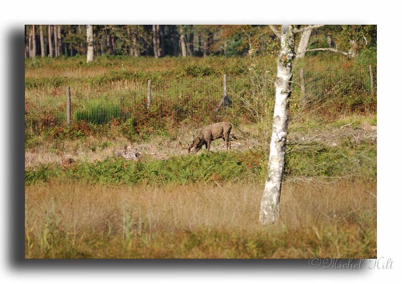 71-MH0015-cerf-elaphe-cervus-élaphus.jpg