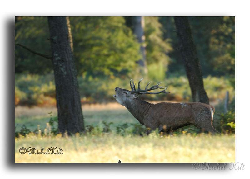 73-MH--cerf-elaphe-cervus-élaphus.jpg