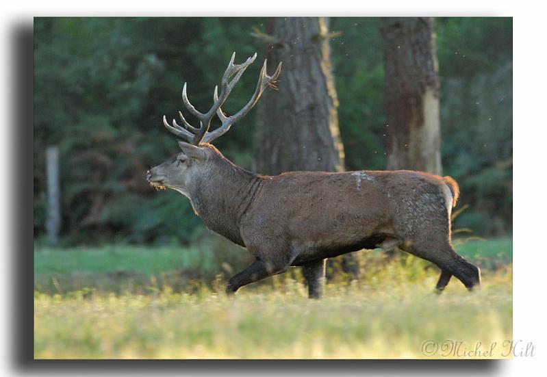 74-MH0013-cerf-elaphe-cervus-elaphus.jpg