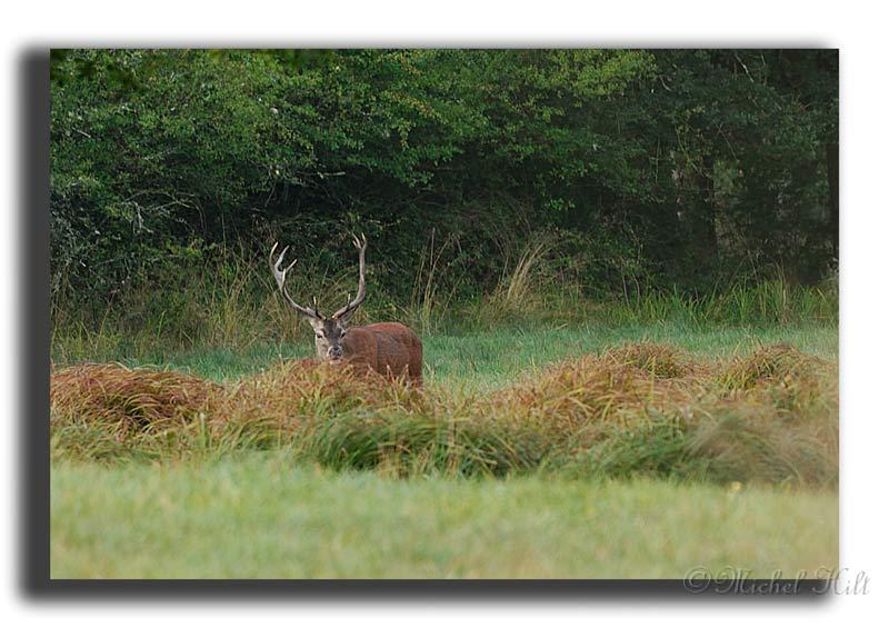 79-MH03858-cerf-elaphe-cervus-elaphus.jpg