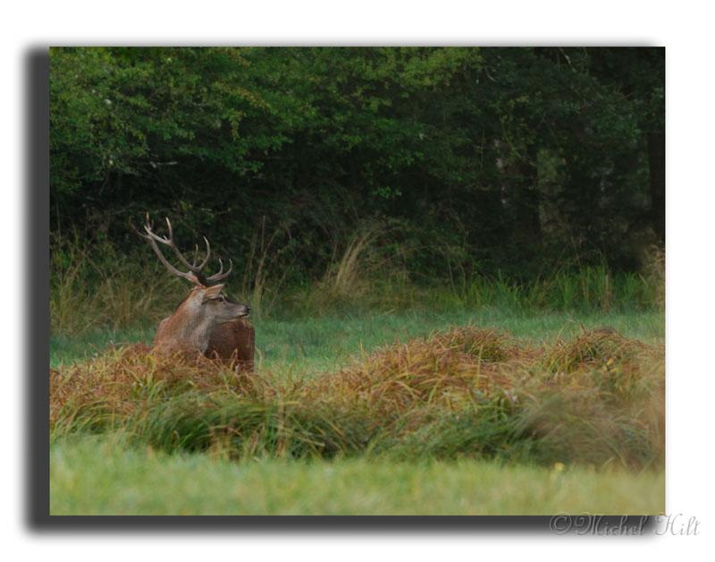 80-MH03859-cerf-elaphe-cervus-elaphus.jpg