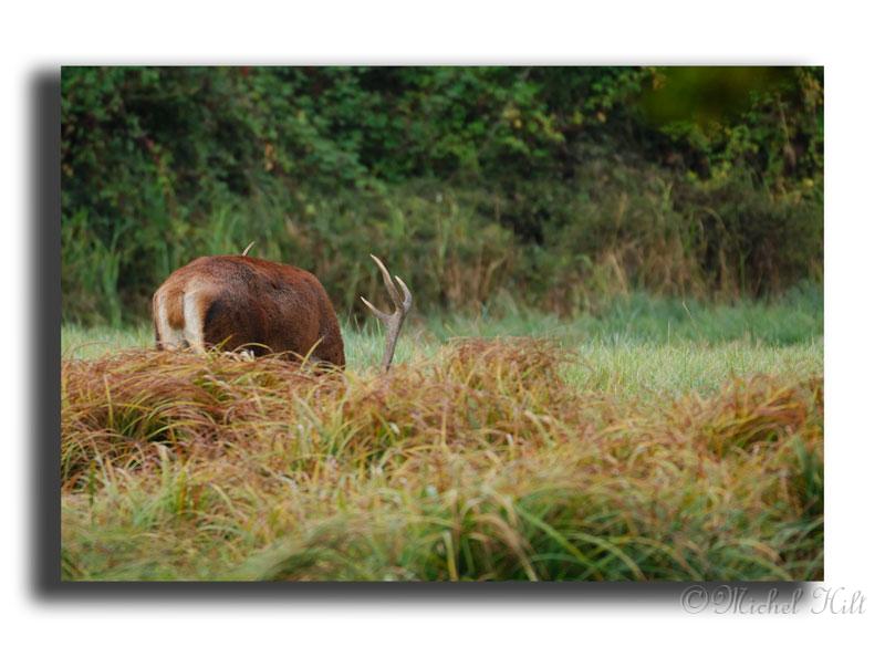 81-MH03862-cerf-elaphe-cervus-elaphus.jpg