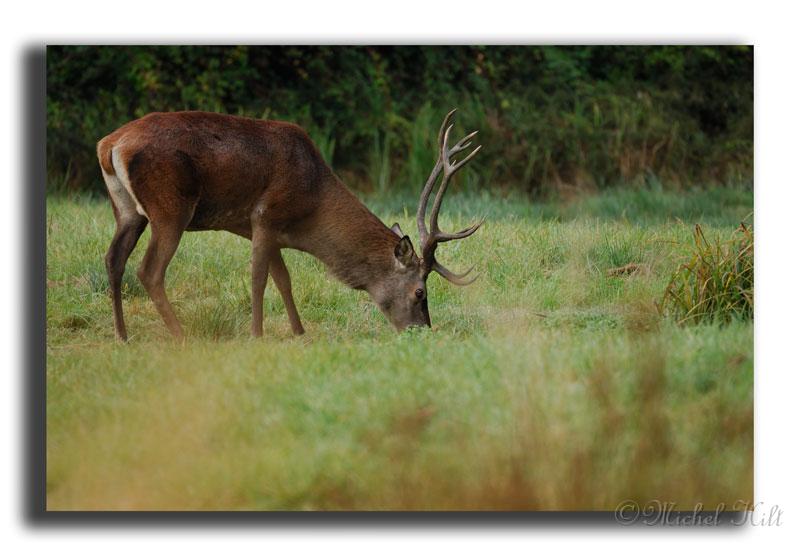 82-MH03863-cerf-elaphe-cervus-elaphus.jpg