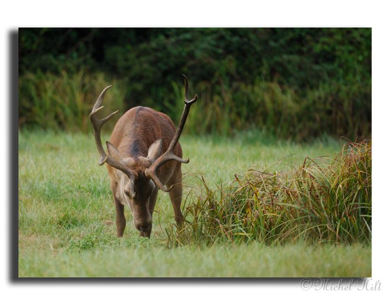 83-MH03865-cerf-elaphe-cervus-elaphus.jpg