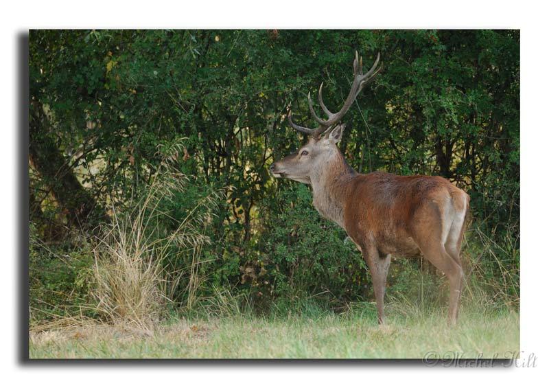 86-MH03871-cerf-elaphe-cervus-elaphus.jpg