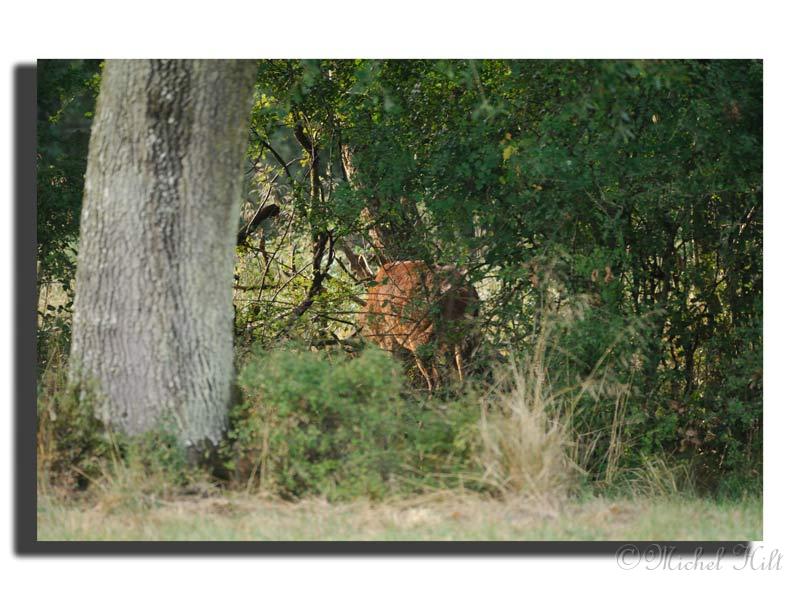 87-MH03872-cerf-elaphe-cervus-elaphus.jpg