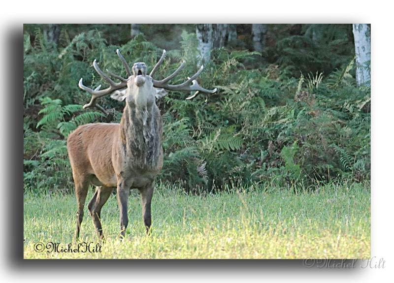 95-RSC0088--cerf-elaphe-cerfus-elaphus-copy.jpg