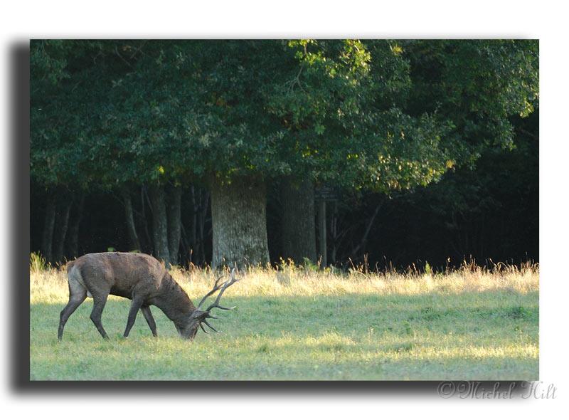 97-MH0016-cerf-elaphe-cervus-elaphus.jpg